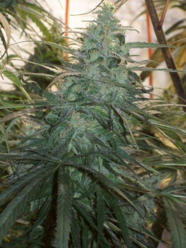 Mountain Gold by Ace Seed bank – The End of September – Suited for indoor growing – High Yielding – image 2 – Seed City
