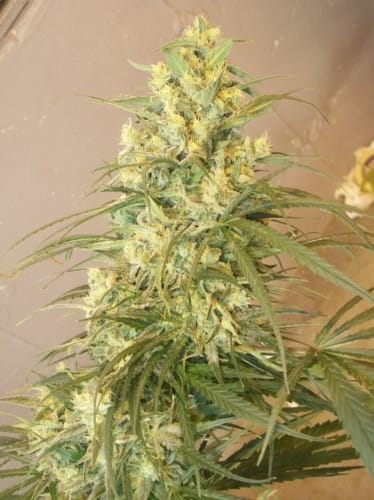 Image 3 of Mountain Gold cannabis by Ace Seed bank – Cerebral – Hashy – Suited for indoor growing – Seed City