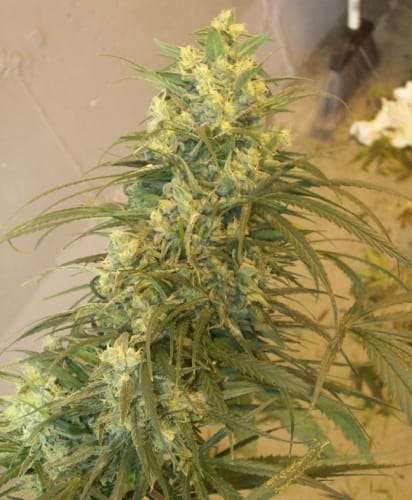 Mountain Gold by Ace Seed bank – Sativa – Hashy – High Yielding – image 4 – Seed City