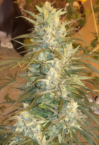 Mountain Gold cannabis seeds – Hashy – 12/12 Photoperiod – The End of September – image 5 from Seed City