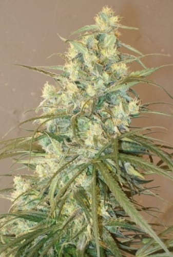 Image 6 of Mountain Gold cannabis by Ace Seed bank – High Yielding – Hashy – Sativa – Seed City