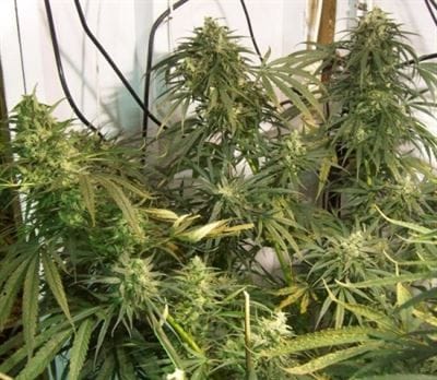 High Yielding – 12/12 Photoperiod – Cerebral – Mountain Gold strain – image 7 – from Ace Seed bank via Seed City