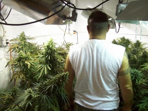 Mountain Gold by Ace Seed bank – Resistant to Mould – Hashy – Suited for indoor growing – image 8 – Seed City