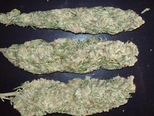 Mountain Gold by Ace Seed bank – Regular – Suited for indoor growing – Hashy – image 9 – Seed City