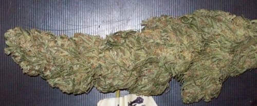 12/12 Photoperiod – Sativa – Resistant to Mould – Mountain Gold strain – image 10 – from Ace Seed bank via Seed City