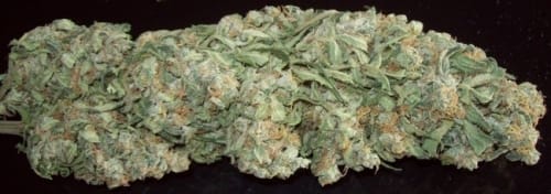 Sativa – The End of September – Regular – Mountain Gold strain – image 13 – from Ace Seed bank via Seed City