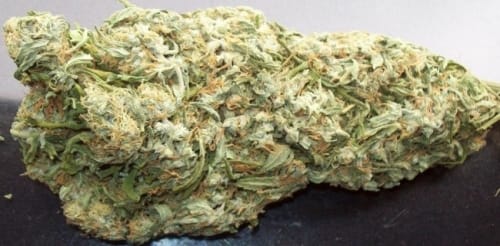 Mountain Gold cannabis seeds – The End of September – Resistant to Mould – Cerebral – image 11 from Seed City