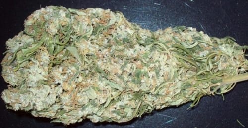 Mountain Gold by Ace Seed bank – Sativa – 12/12 Photoperiod – The End of September – image 12 – Seed City