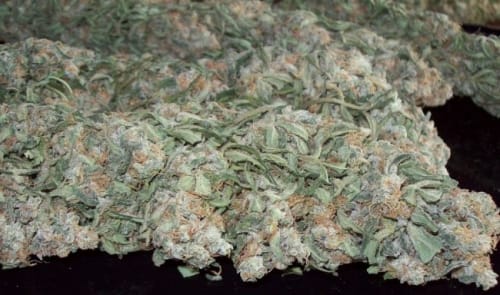 Mountain Gold cannabis seeds – The End of September – Regular – 12/12 Photoperiod – image 14 from Seed City