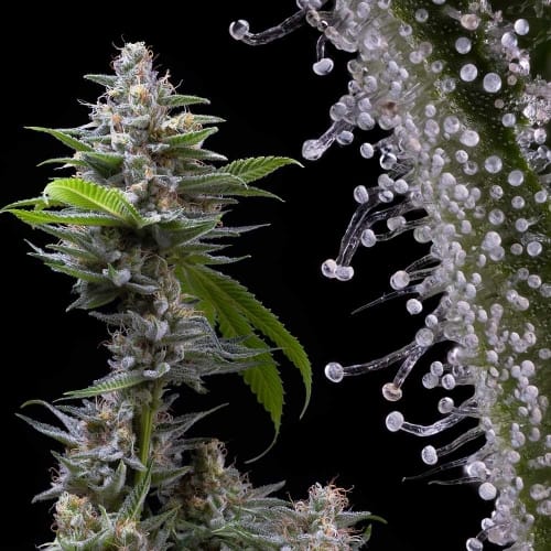 Indoor – Gassy – 12/12 Photoperiod – Murder Hornet strain – image 2 – from Cookies Seed Bank via Seed City