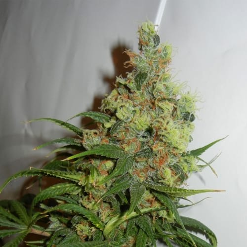 Tall (140cm plus) – High Yielding – Euphoric – Neil Haze strain – image 2 – from Kannabia Seeds via Seed City
