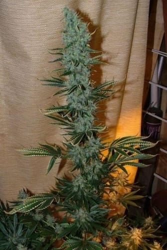 Image 2 of Nepalese Jam cannabis by Ace Seed bank – 12/12 Photoperiod – Dairy – Guaranteed female plants – Seed City