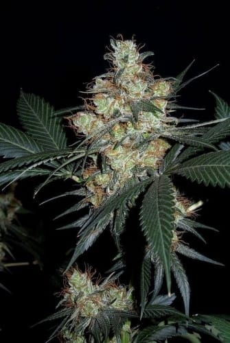 The End of September – Dairy – Sativa Dominant – Nepalese Jam strain – image 3 – from Ace Seed bank via Seed City