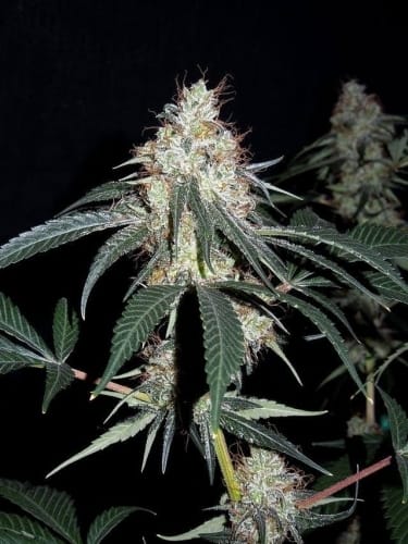 Image 4 of Nepalese Jam cannabis by Ace Seed bank – 12/12 Photoperiod – Guaranteed female plants – Euphoric – Seed City