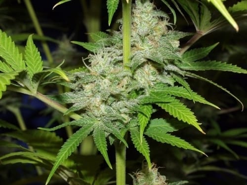 Image 6 of Nepalese Jam cannabis by Ace Seed bank – 12/12 Photoperiod – Euphoric – Guaranteed female plants – Seed City