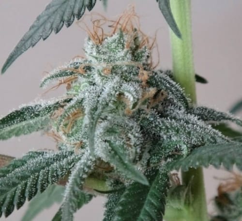 Nepalese Jam cannabis seeds – 12/12 Photoperiod – The End of September – Euphoric – image 7 from Seed City