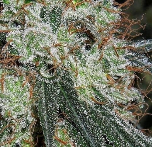 Nepalese Jam cannabis seeds – Dairy – Good for outdoor grow – Resistant to Disease – image 9 from Seed City