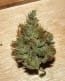 Nepalese Jam cannabis seeds – 12/12 Photoperiod – Resistant to Disease – Euphoric – image 10 from Seed City