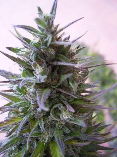 Beginning of November – Regular – 12/12 Photoperiod – Nepal Mist strain – image 2 – from Ace Seed bank via Seed City