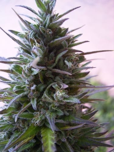 Nepal Mist cannabis seeds – Incense – Regular – Beginning of November – image 3 from Seed City