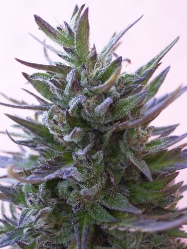 Nepal Mist cannabis seeds – 12/12 Photoperiod – Regular – Beginning of November – image 4 from Seed City