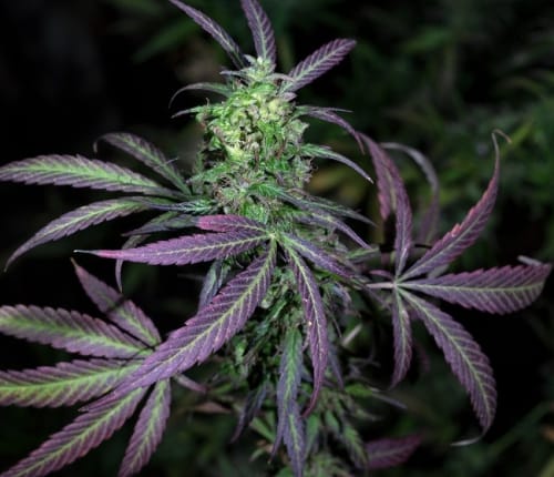 Nepal Mist by Ace Seed bank – 12/12 Photoperiod – Resistant to Low Temperature – Outdoor – image 5 – Seed City