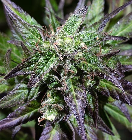 showing Incense – Outdoor – Beginning of November – image 6 – Seed City