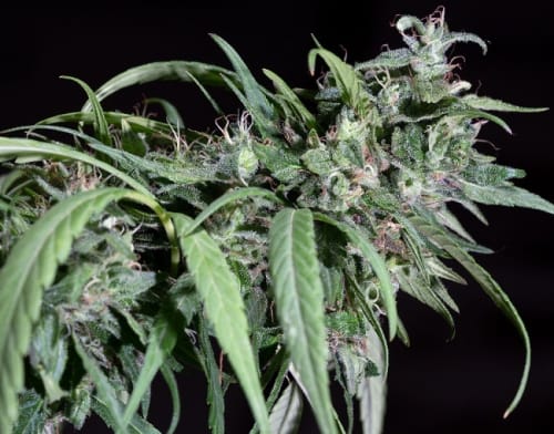 Image 7 of Nepal Mist cannabis by Ace Seed bank – Incense – Beginning of November – Outdoor – Seed City