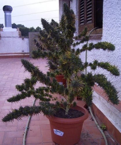 Image 9 of Nepal Mist cannabis by Ace Seed bank – Outdoor – Beginning of November – Incense – Seed City