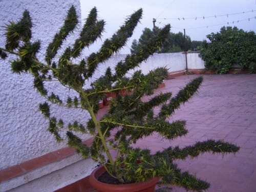 Nepal Mist by Ace Seed bank – Regular – 12/12 Photoperiod – Outdoor – image 10 – Seed City