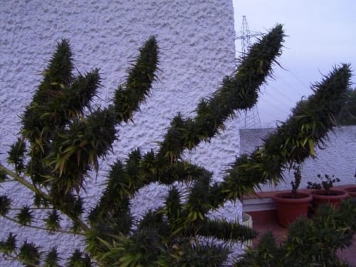 Image 11 of Nepal Mist cannabis by Ace Seed bank – Outdoor – Regular – Resistant to Low Temperature – Seed City