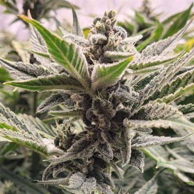 showing 50% Indica/50% Sativa – Gassy – Auto-Flowering – image 1 – Seed City