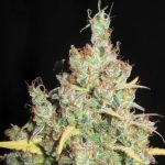 Image 2 of Nord Stream Gas cannabis by Ultra Genetics – Suited for indoor growing – Orange – Regular – Seed City