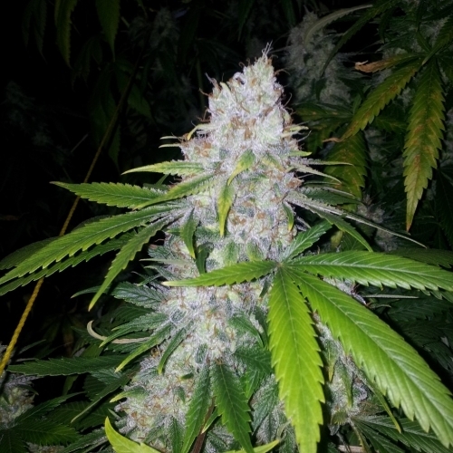 Nordic Jack by Norden Seeds – Suited for indoor growing – Feminized – 12/12 Photoperiod – image 2 – Seed City