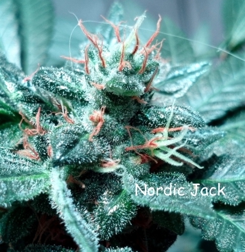 Nordic Jack by Norden Seeds – Super Strength – Feminized – 12/12 Photoperiod – image 3 – Seed City