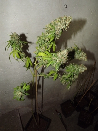 Nordic Kalashnikov by Norden Seeds – Indoor-friendly – Middle of October – Female seeds – image 2 – Seed City