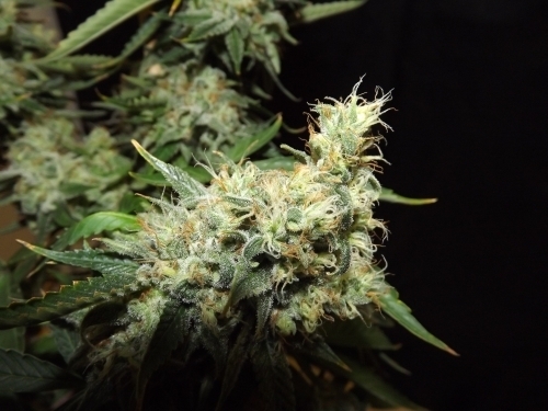 Nordic Kalashnikov by Norden Seeds – 12/12 Photoperiod – Middle of October – Indoor-friendly – image 3 – Seed City