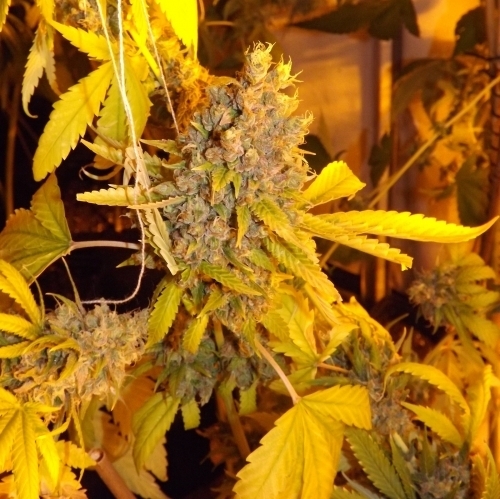 Nordic Kalashnikov by Norden Seeds – 12/12 Photoperiod – Female seeds – Super Strength – image 4 – Seed City