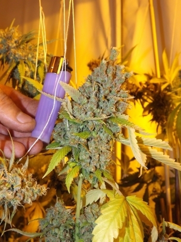 Nordic Kalashnikov by Norden Seeds – Female seeds – Super Strength – Indoor-friendly – image 5 – Seed City