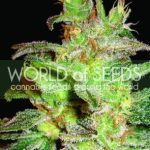 Indoor – Resistant to Pests – Sweet – Northern Lights x Big Bud strain – image 3 – from World of Seeds via Seed City