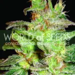 Iekštelpās – Izturīgs pret kaitēkļiem – Salds – Northern Lights x Big Bud celms — 3. attēls — no World of Seeds līdz Seed City