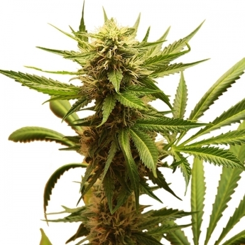 Image 2 of Northern Light cannabis by Royal Queen Seeds – Indica – 12/12 Photoperiod – Indoor-friendly – Seed City