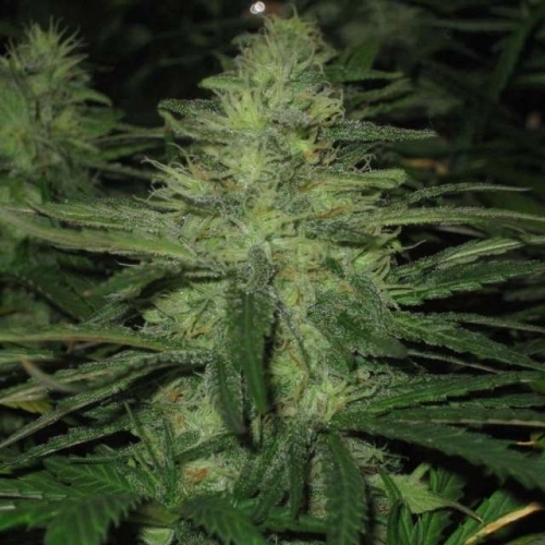 Northern Light by Nirvana Seeds – Earthy – Indica – Guaranteed female plants – image 2 – Seed City