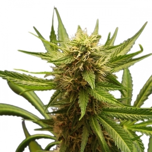 Northern Light by Royal Queen Seeds – The End of September – Guaranteed female plants – Indica – image 3 – Seed City