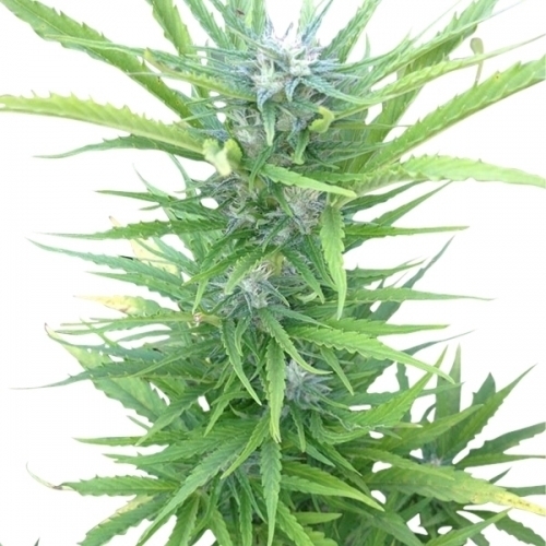 Image 2 of Northern Light Automatic cannabis by Royal Queen Seeds – Sweet – Female seeds – Indica – Seed City