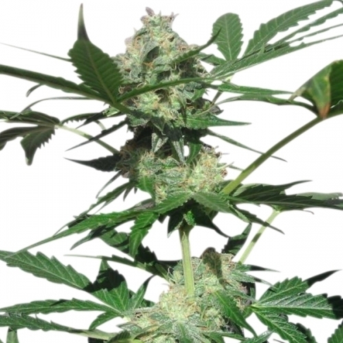 Northern Light Automatic cannabis seeds – Female seeds – Sweet – Indica – image 3 from Seed City