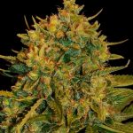 Northern Lights x Big Bud Auto by World of Seeds – Insomnia – Super Strength – Auto-Flowering – image 2 – Seed City