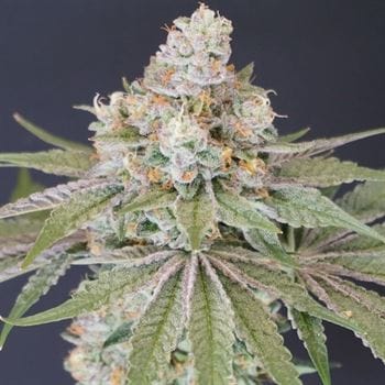 Outdoor cultivation – Gassy – 50% Indica/50% Sativa – Now N Melon strain – image 2 – from Karma Genetics via Seed City
