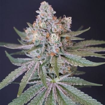 Now N Melon cannabis seeds – 50% Indica/50% Sativa – Outdoor cultivation – Female seeds – image 3 from Seed City