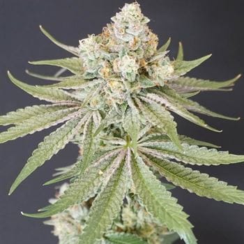 showing Female seeds – 50% Indica/50% Sativa – 12/12 Photoperiod – image 4 – Seed City